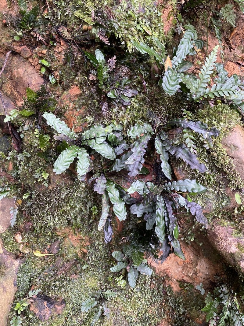 Blechnum opacum photo 3
