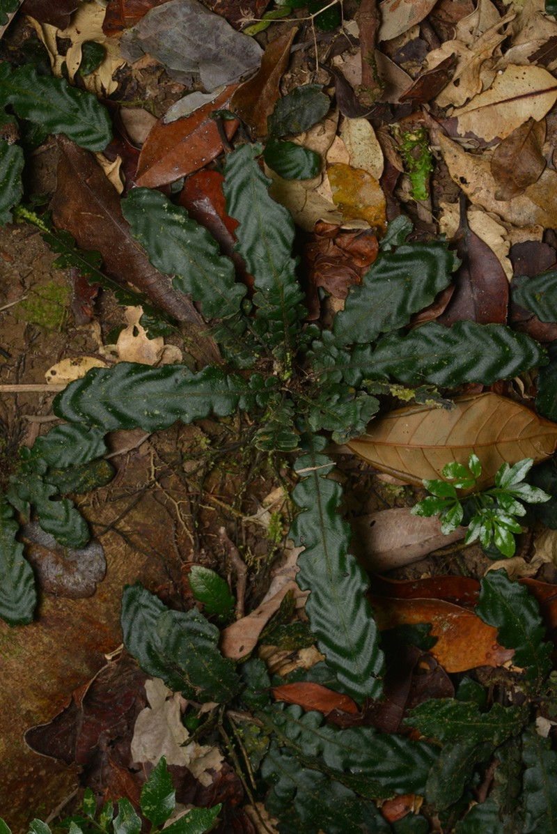 Blechnum opacum photo 4