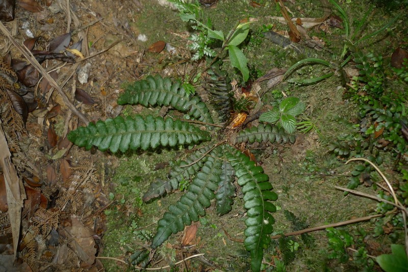 Blechnum opacum photo 5