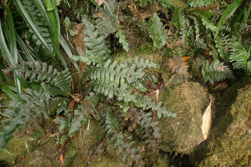 Blechnum opacum photo 6