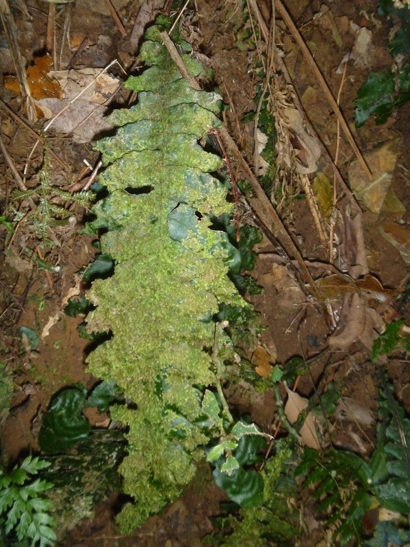 Blechnum opacum photo 7