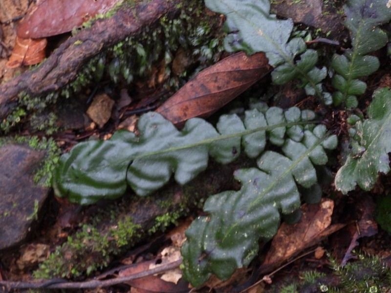 Blechnum opacum photo 8