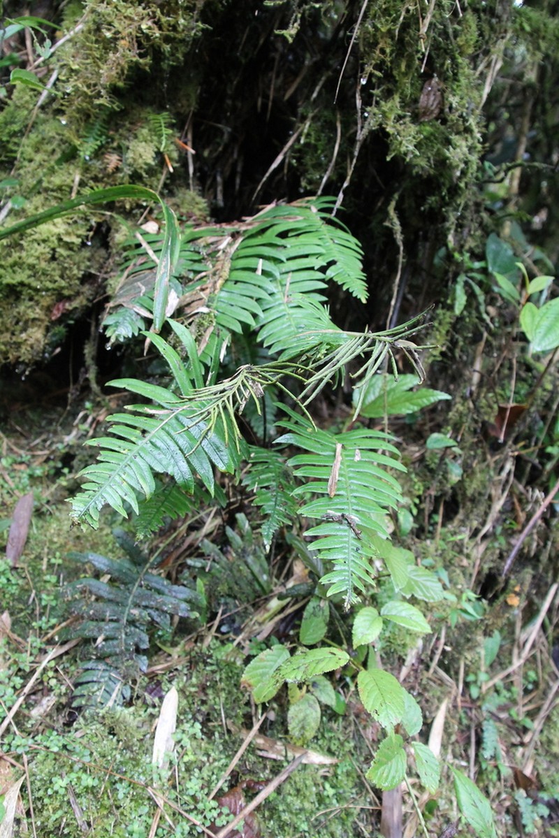 Blechnum organense