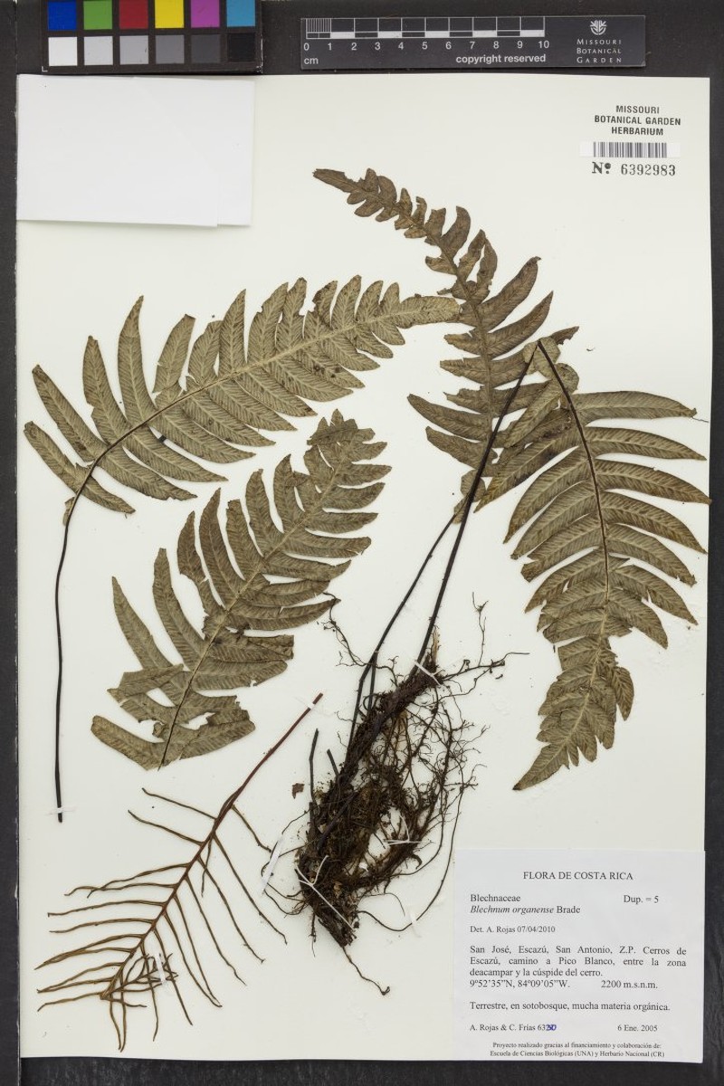 Blechnum organense photo 2