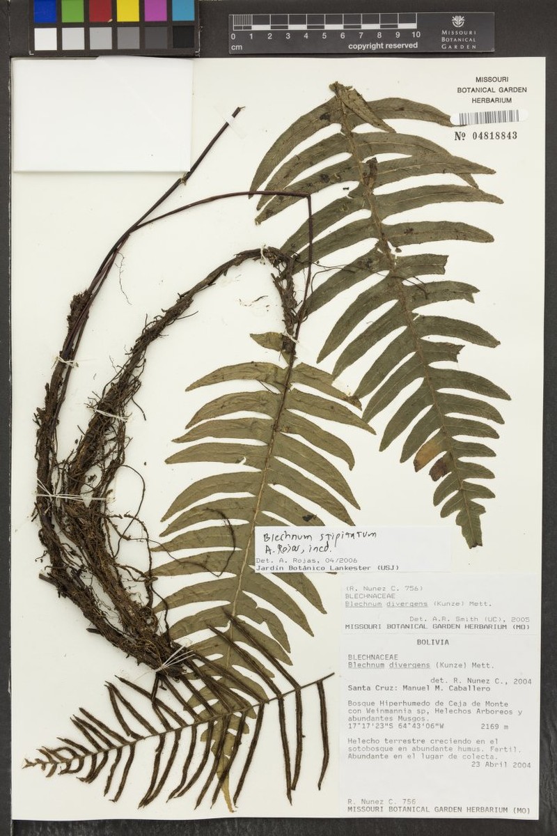 Blechnum organense photo 3