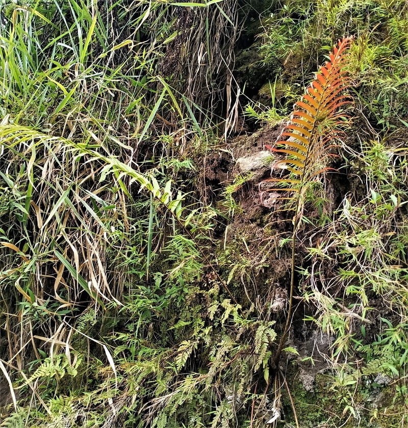 Midsorus Fern photo 4