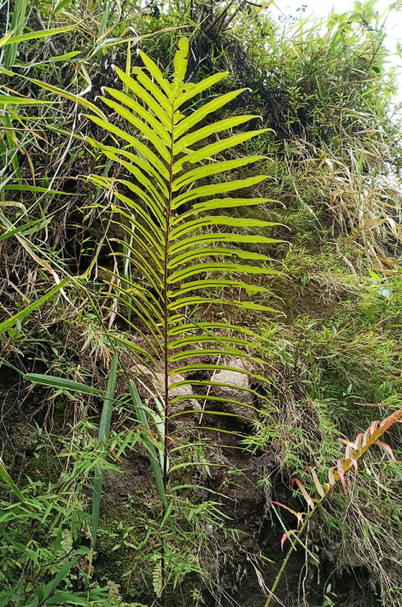 Midsorus Fern photo 5