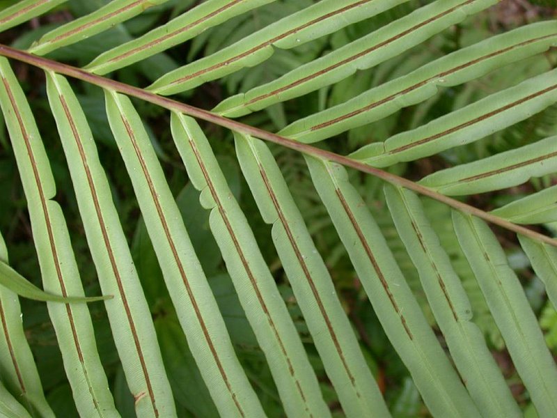 Midsorus Fern photo 6