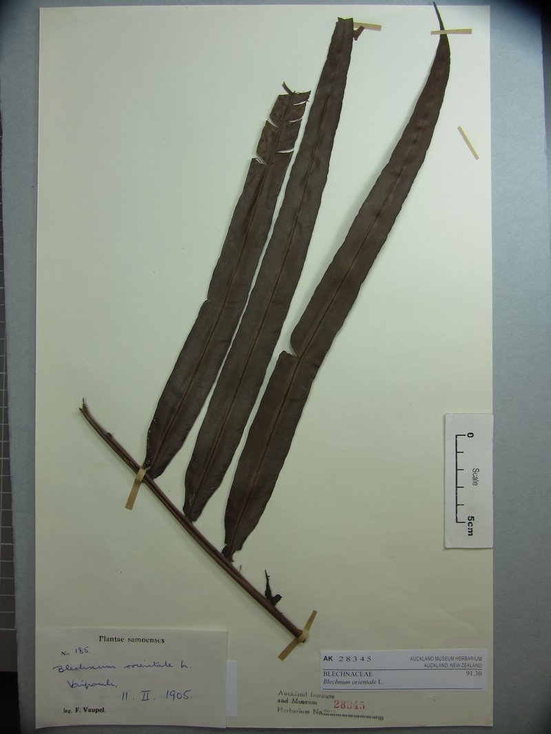 Midsorus Fern photo 7