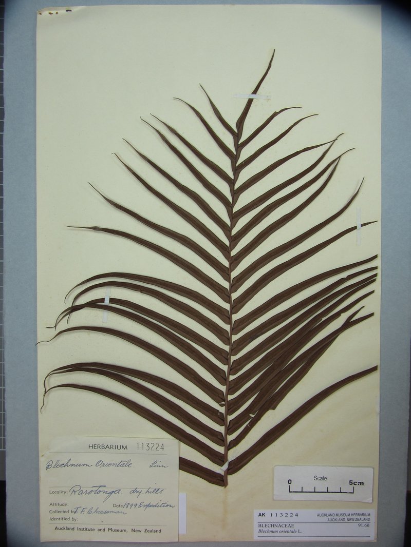 Midsorus Fern photo 8
