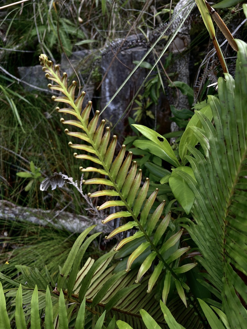 Midsorus Fern photo 2