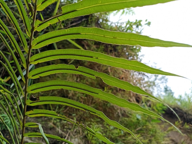 Midsorus Fern photo 3