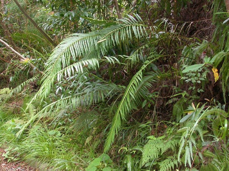Midsorus Fern