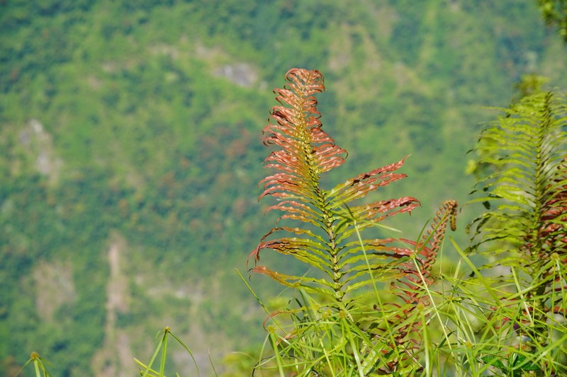 Blechnum pacificum