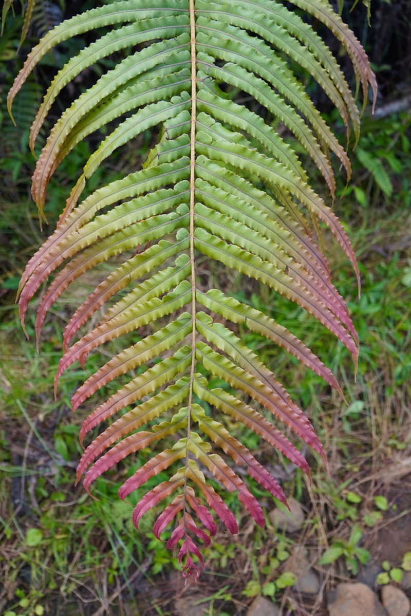 Blechnum pacificum photo 2