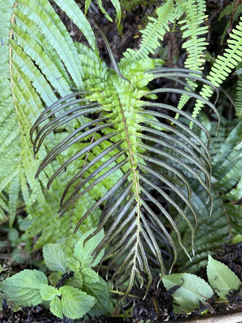 Blechnum pacificum photo 3