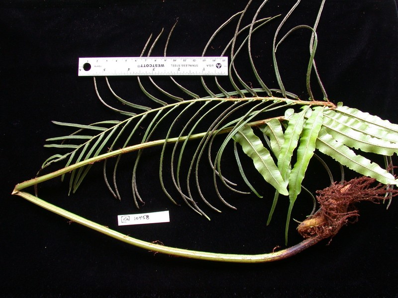 Blechnum pacificum photo 4