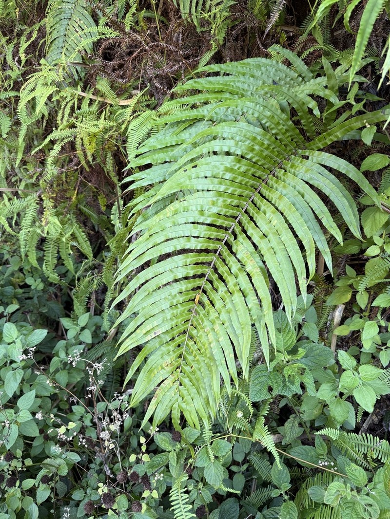 Blechnum pacificum photo 5