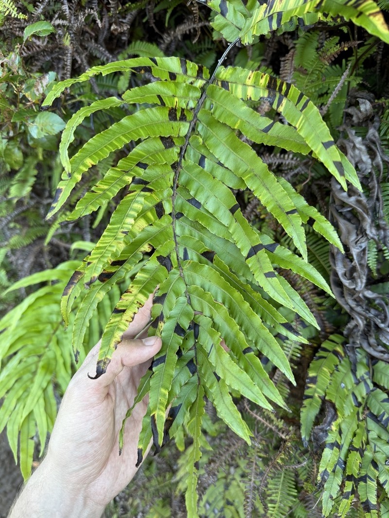 Blechnum pacificum photo 6