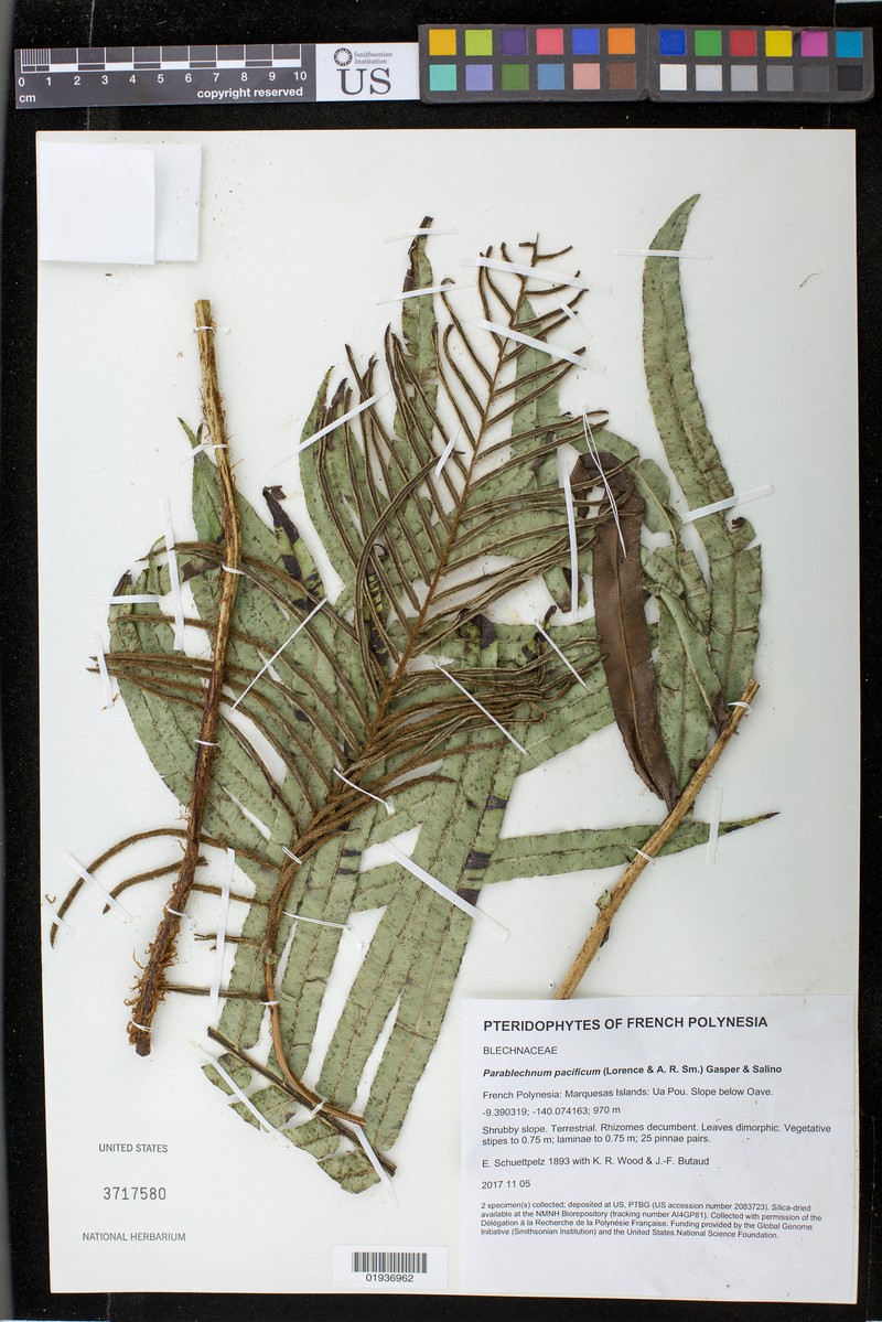 Blechnum pacificum photo 8