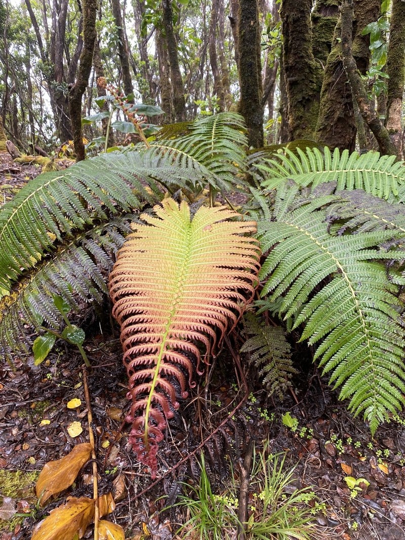 Ama'U