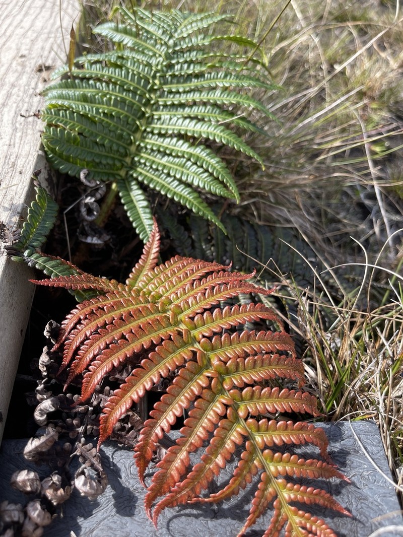 Ama'U photo 2