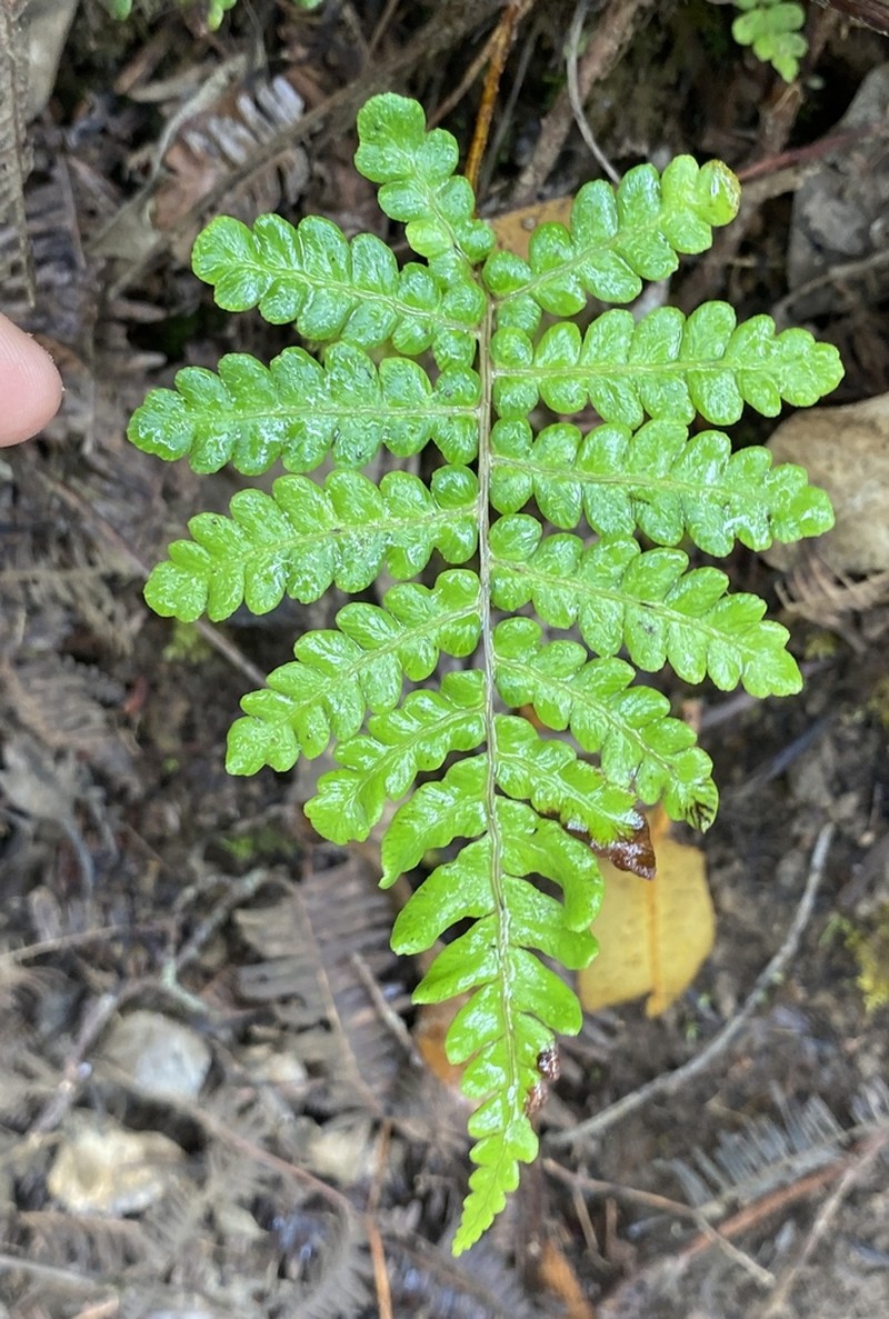 Ama'U photo 5