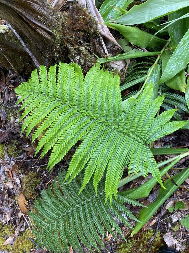 Ama'U photo 6