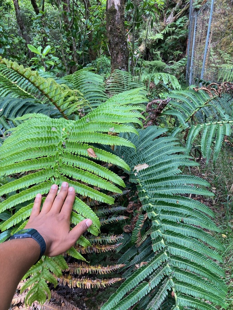 Ama'U photo 7