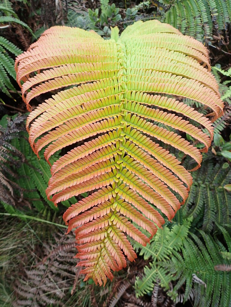 Ama'U photo 8