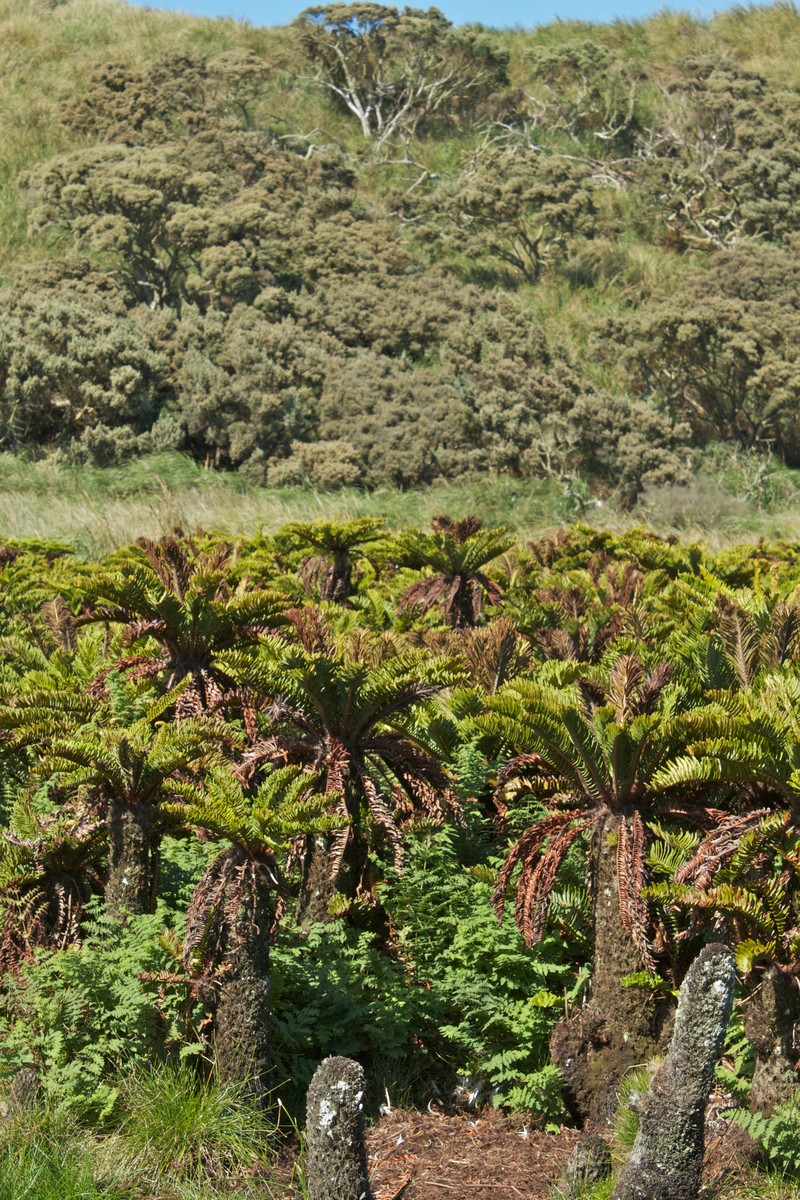 Blechnum palmiforme