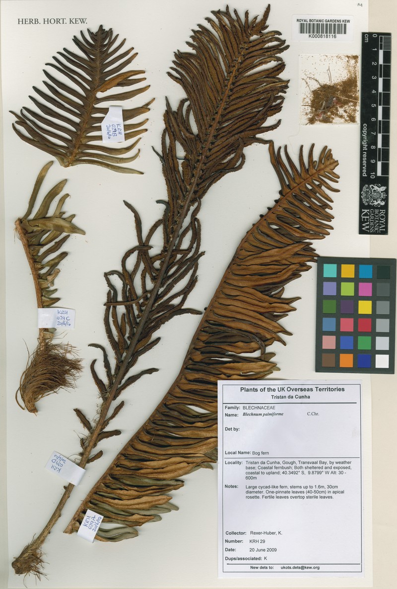Blechnum palmiforme photo 2