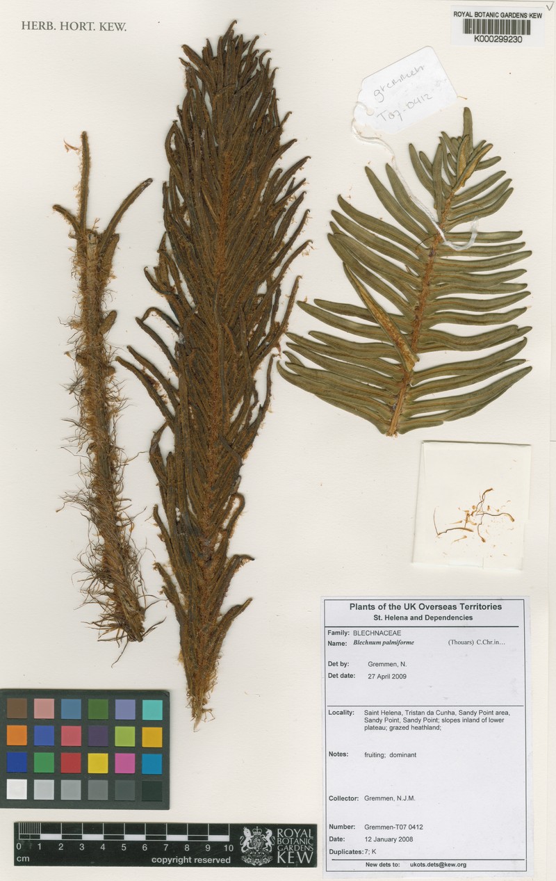 Blechnum palmiforme photo 3