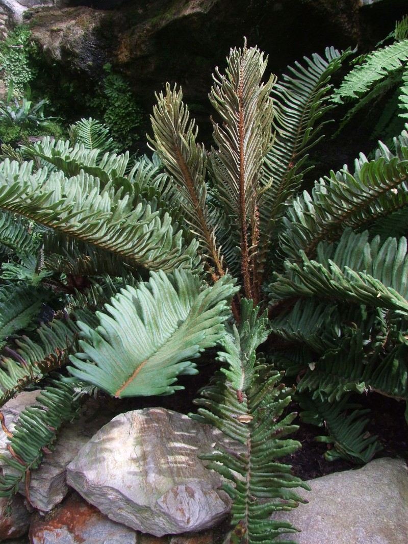 Blechnum palmiforme photo 4