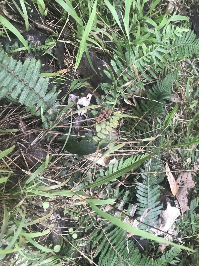 Blechnum parrisiae