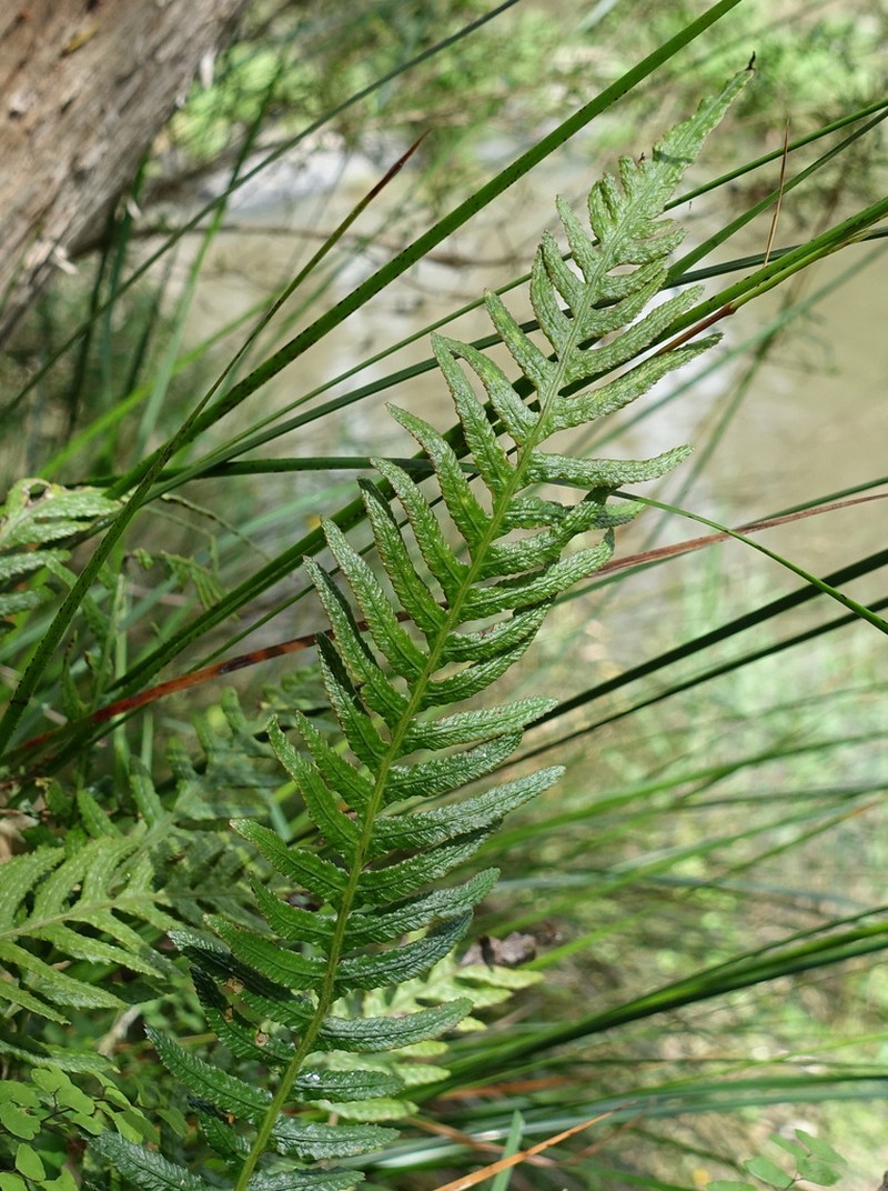 Blechnum parrisiae photo 2