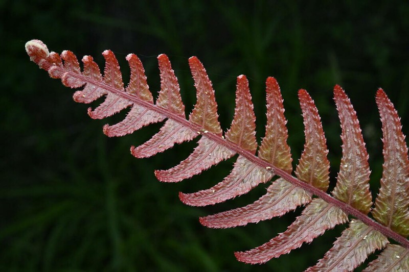 Blechnum parrisiae photo 3