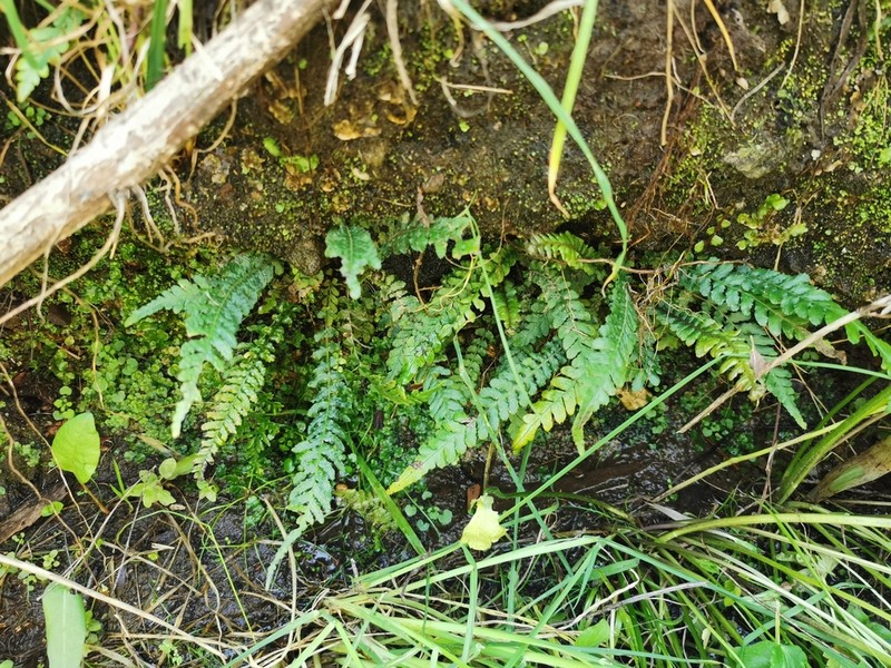Blechnum parrisiae photo 4