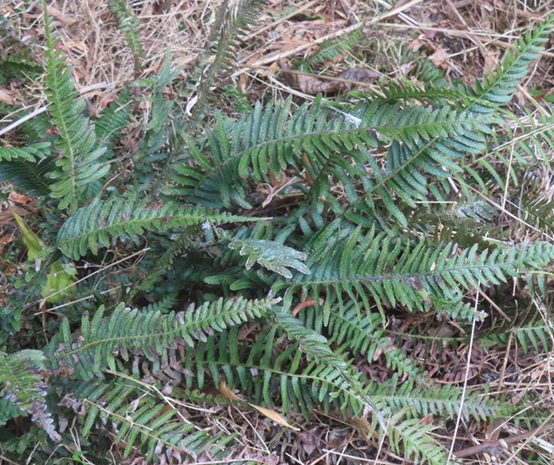 Blechnum parrisiae photo 5