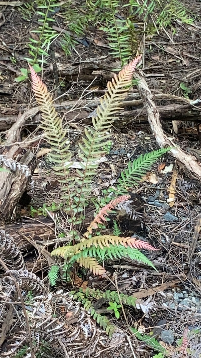 Blechnum parrisiae photo 6