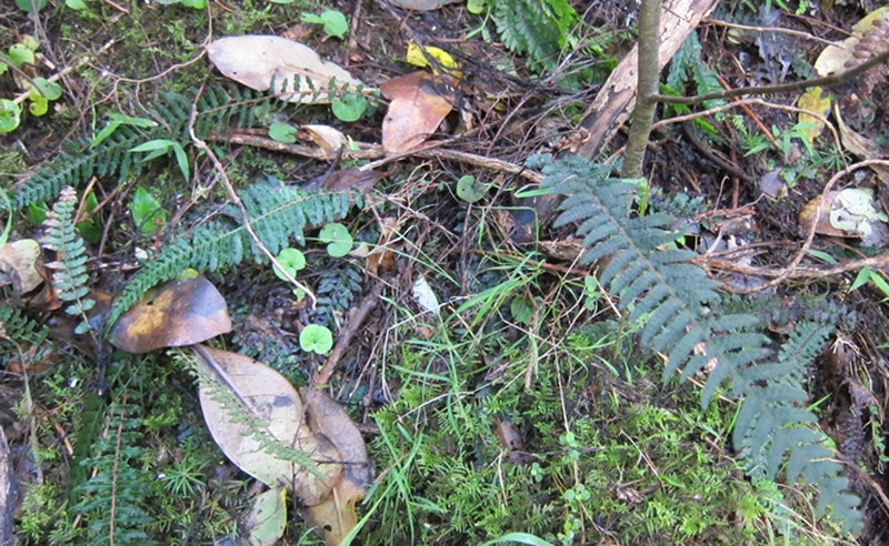 Blechnum parrisiae photo 7