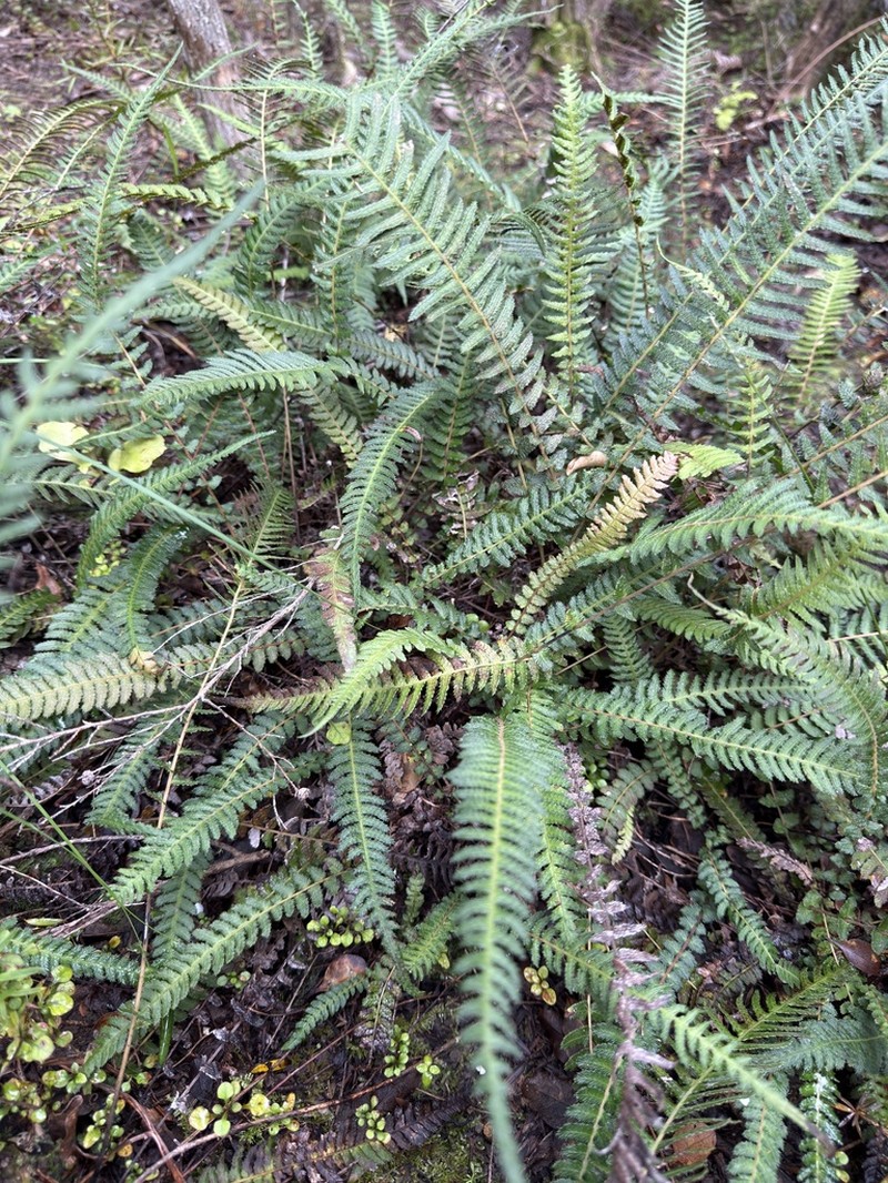 Blechnum parrisiae photo 8