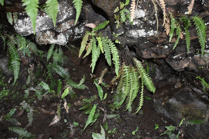 Blechnum paschale photo 2
