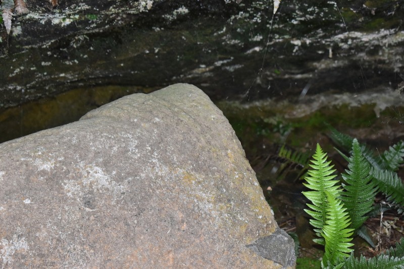 Blechnum paschale photo 3