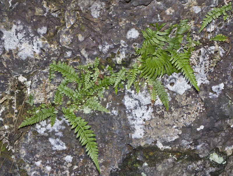 Blechnum paschale photo 4