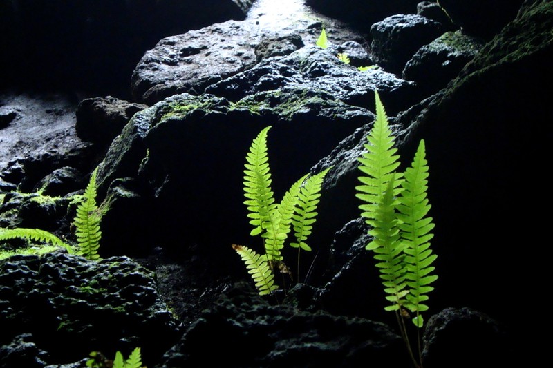 Blechnum paschale photo 5