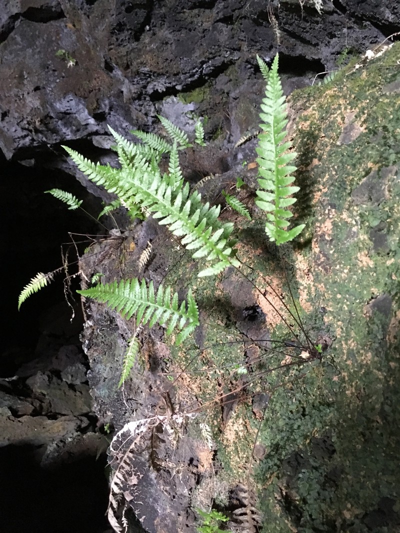 Blechnum paschale photo 7