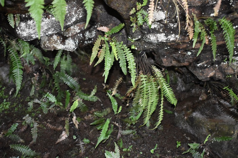 Blechnum paschale photo 8