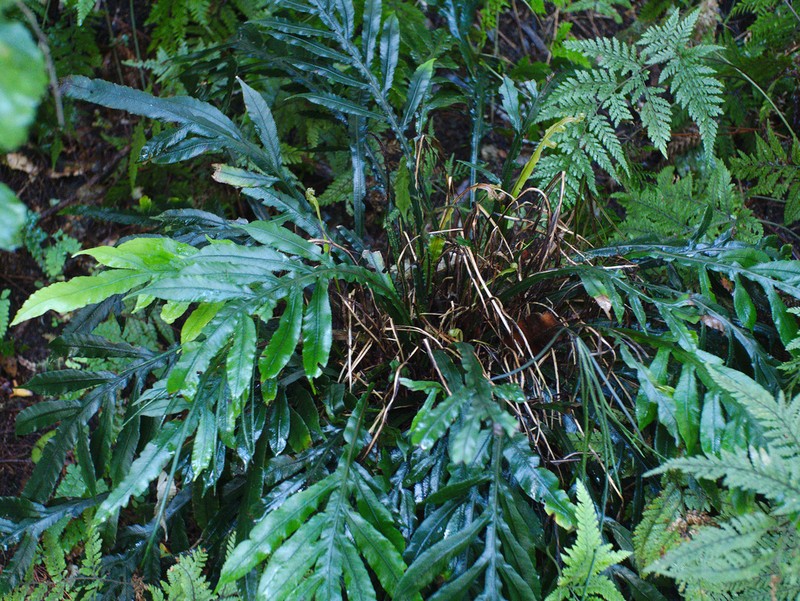 Blechnum patersonii