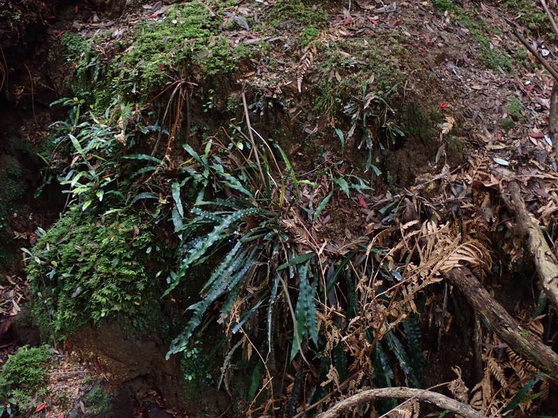 Blechnum patersonii photo 2